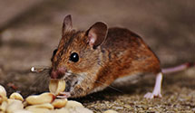 24 Hour & Emergency Exterminators in Edler, CO